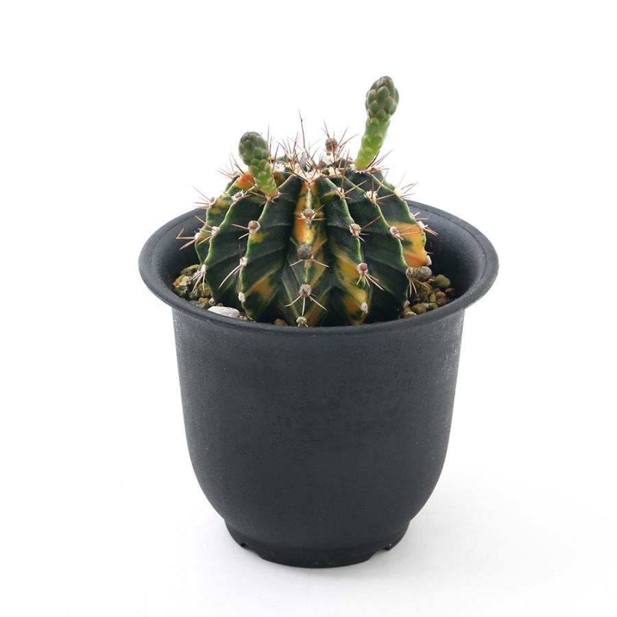 国内即発送 観葉植物 一点物 サボテン ギムノカリキウム ペッタムシィー レッド系 ３ ５号 １鉢 ３６７８７０ 沖縄別途送料 Riosmauricio Com