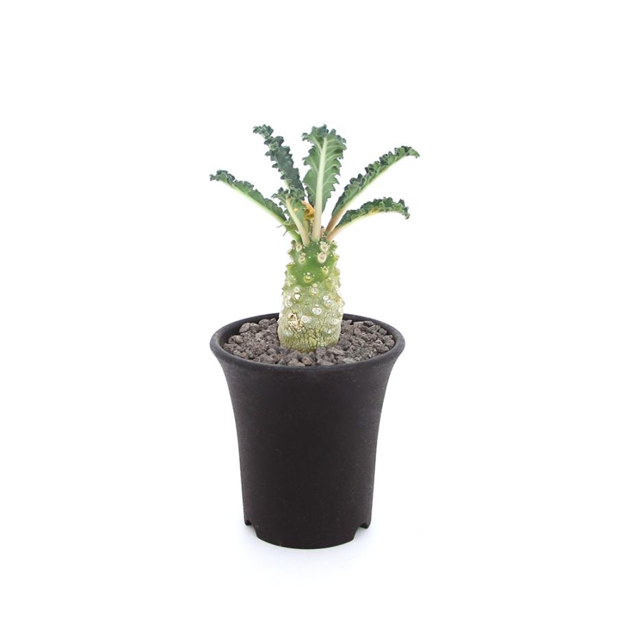チャーム(ペット) (多肉植物)ドルステニア ラブラニー 2 チャーム(ペット) (多肉植物)ドルステニア ラブラニー 2