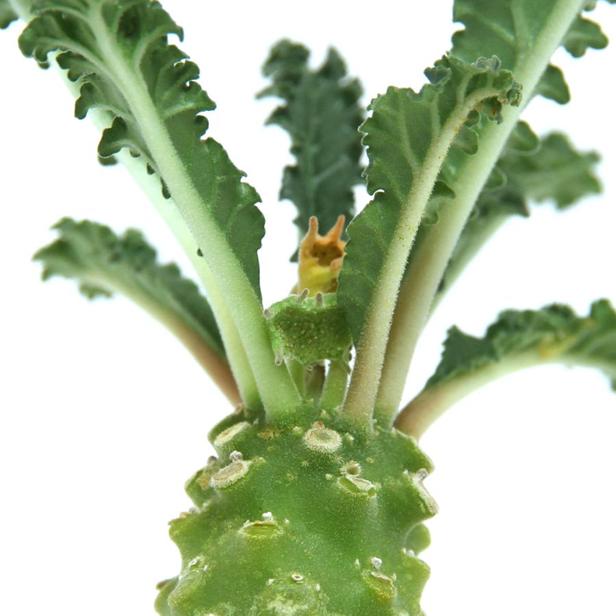 チャーム(ペット) (多肉植物)ドルステニア ラブラニー 2 チャーム(ペット) (多肉植物)ドルステニア ラブラニー 2