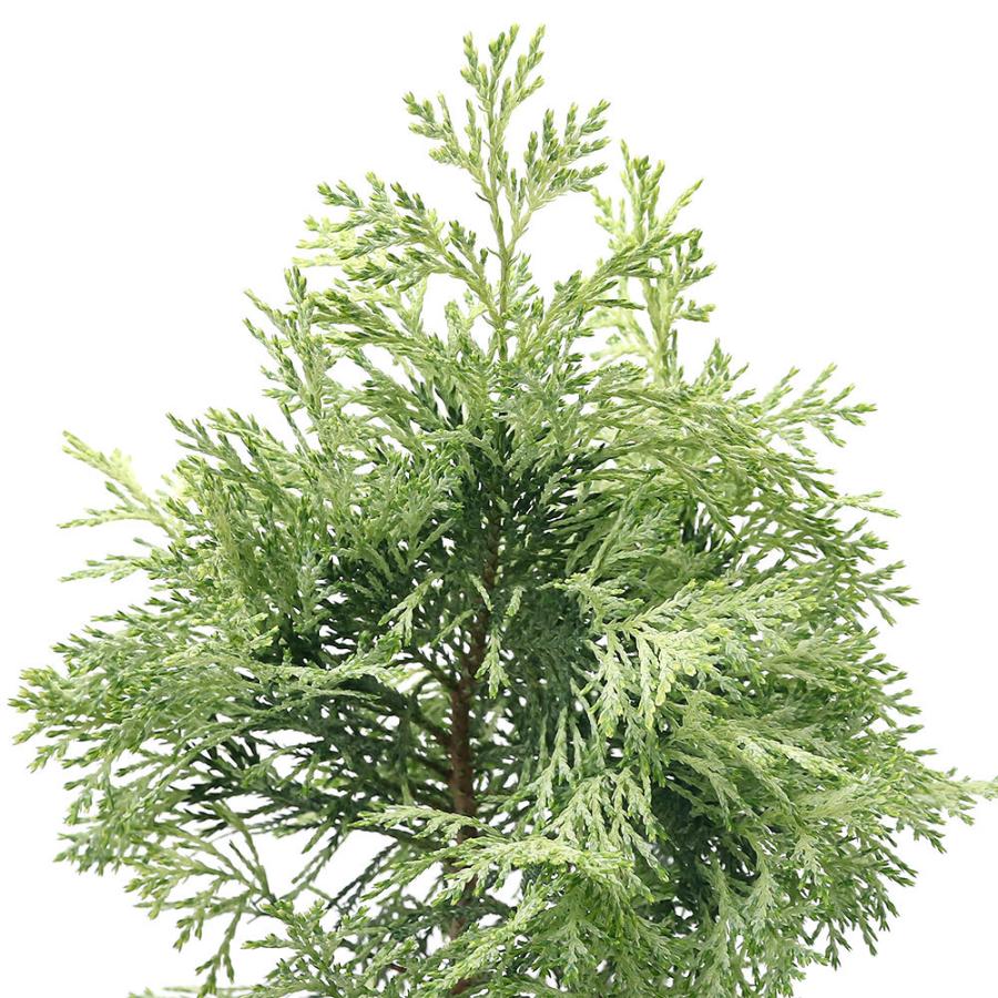 観葉植物 コニファー サマースノー ３号 １ポット チャーム Charm Paypayモール店 通販 Paypayモール