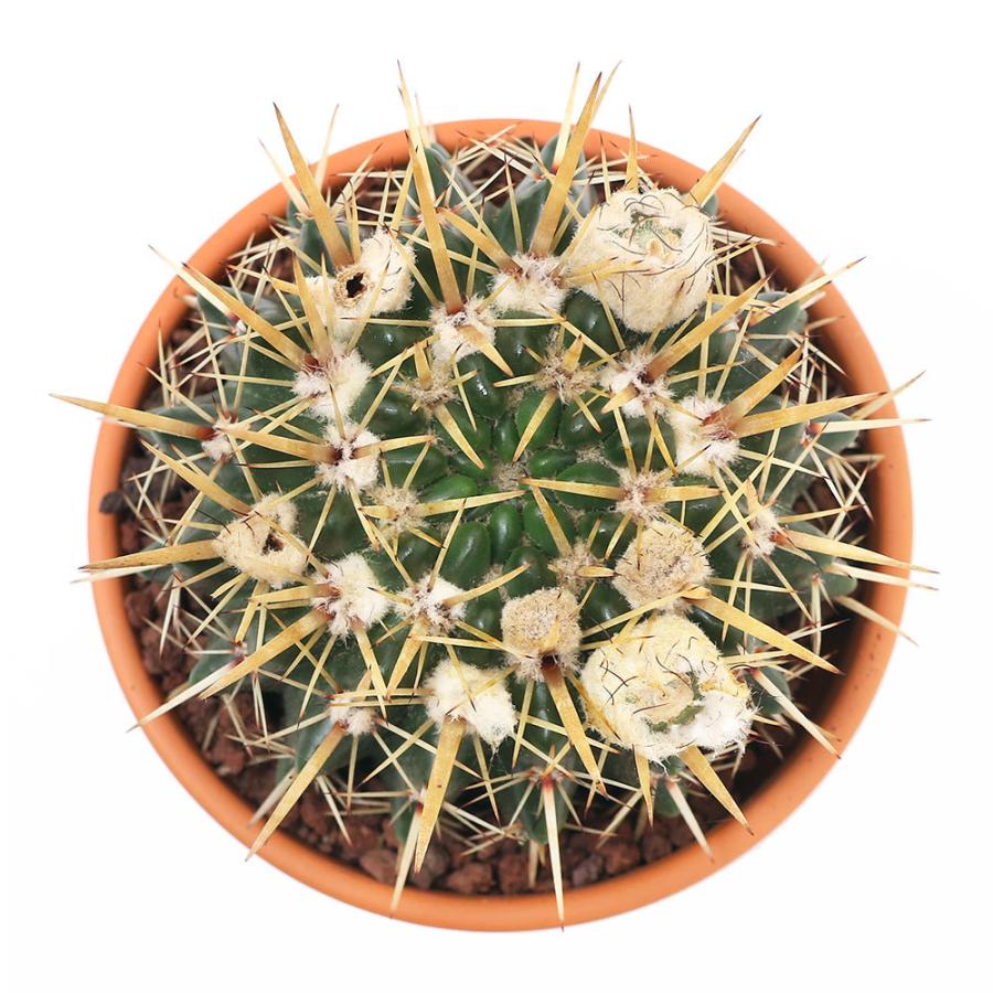 チャーム（charm） （多肉植物）素焼鉢 サボテン パロディア 獅子王丸