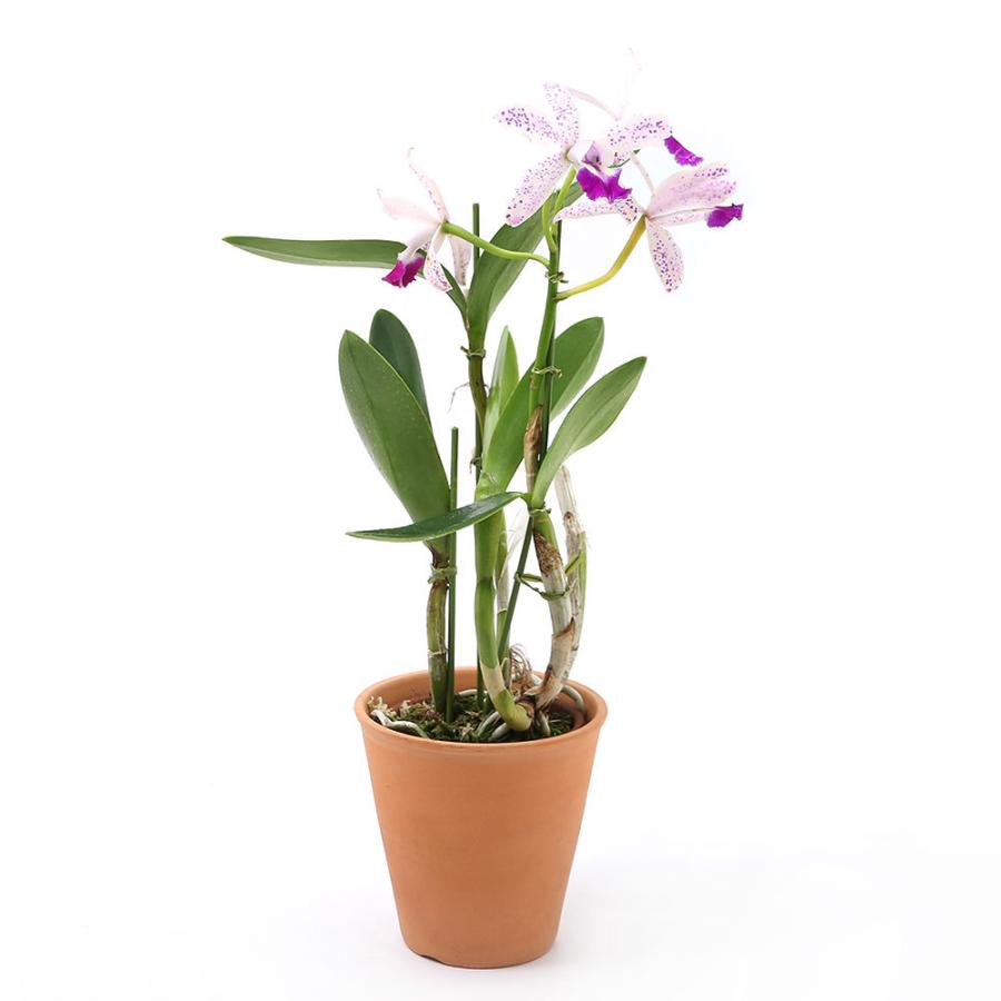 観葉植物 洋ラン カトレア トロピカルポインター チーター ４号 １鉢 チャーム Charm Paypayモール店 通販 Paypayモール