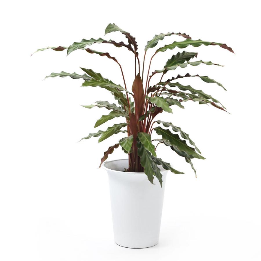 観葉植物 カラテア ルフィバルバ ６号 １鉢 チャーム Charm Paypayモール店 通販 Paypayモール