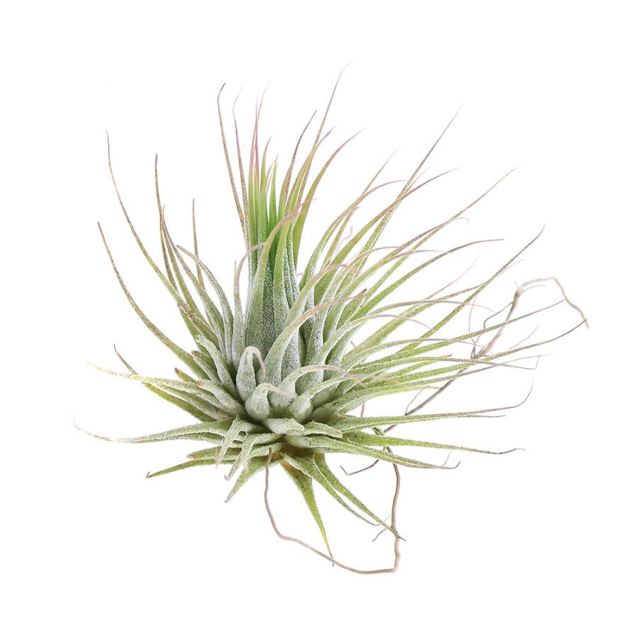 チャーム（charm） （観葉植物）エアープランツ チランジア イオナンタ
