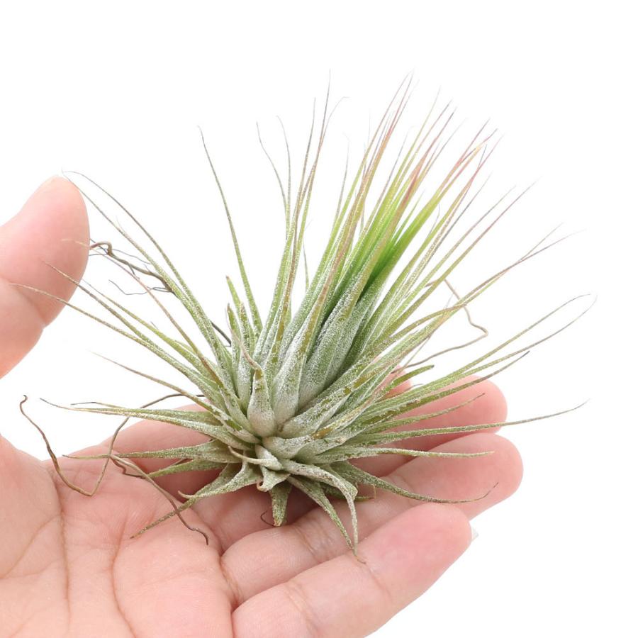 買取 観葉植物 エアープランツ ティランジア イオナンタ ファインリーフ １株 Wantannas Go Id