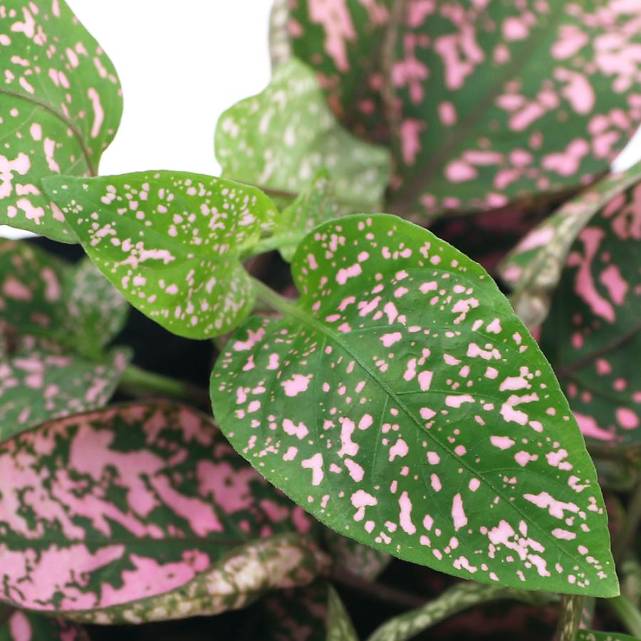 観葉植物 ヒポエステス ピンク ３ ５号 １ポット チャーム Charm Paypayモール店 通販 Paypayモール