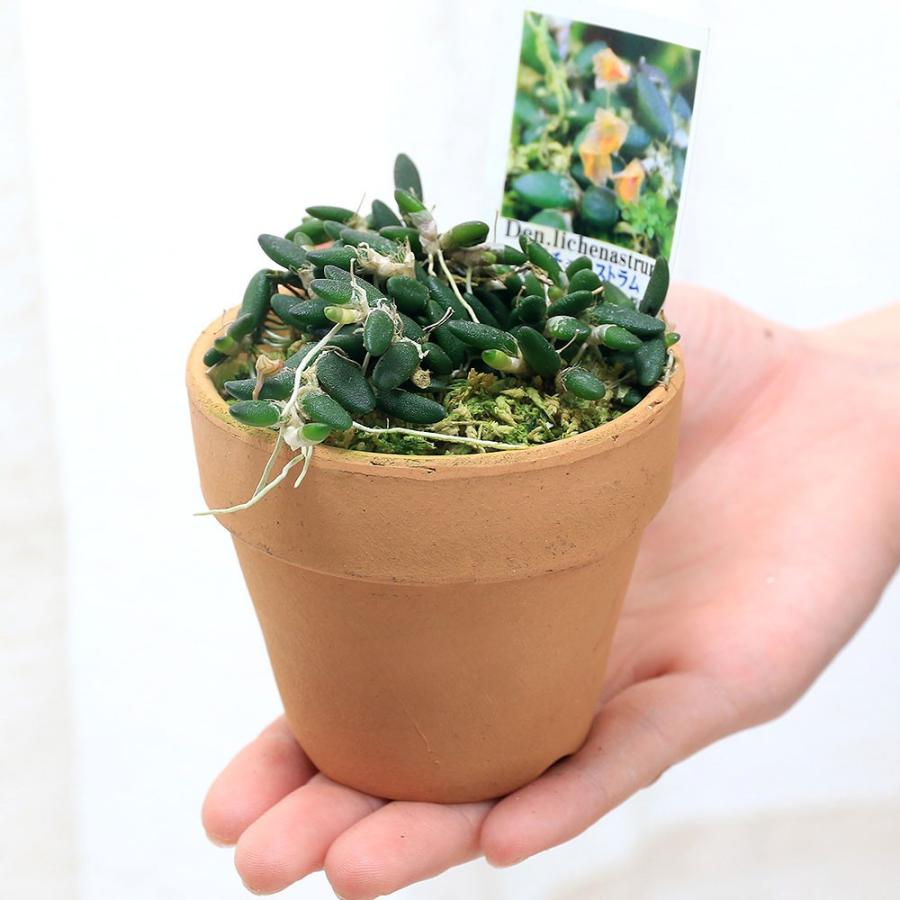 チャーム（ペット） （観葉植物）洋ラン デンドロビウム リチェ