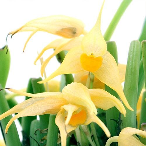 チャーム（charm） （観葉植物）洋ラン バルボフィラム アンキロチェレ