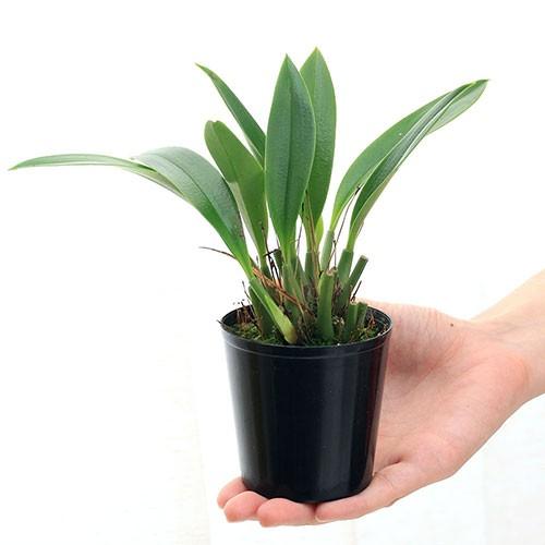 全国宅配無料 観葉植物 洋ラン バルボフィラム アンキロチェレ ２ ５ ３号 １ポット 沖縄別途送料 チャーム Charm Paypayモール店 通販 Paypayモール 人気特価激安 Mobile Scotturb Com