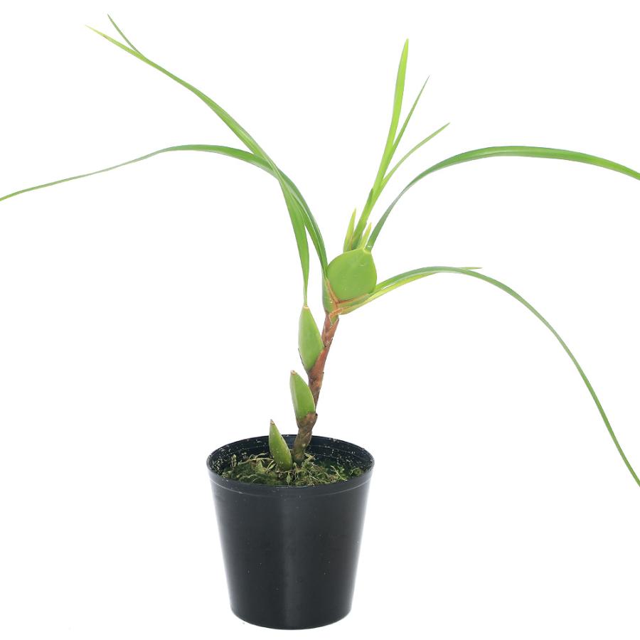 観葉植物 洋ラン マキシラリア プルクラ ２ ５ ３号 １ポット チャーム Charm Paypayモール店 通販 Paypayモール