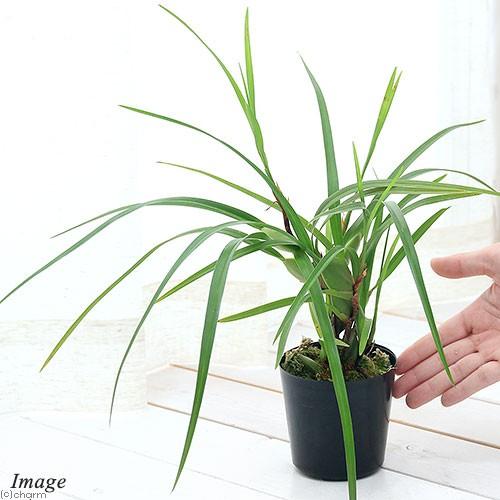 観葉植物 洋ラン マキシラリア プルクラ ２ ５ ３号 １ポット チャーム Charm Paypayモール店 通販 Paypayモール