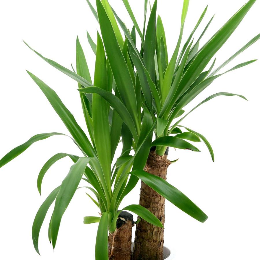 観葉植物 ドラセナ ユッカ ２本立 ５号 １鉢 チャーム Charm Paypayモール店 通販 Paypayモール