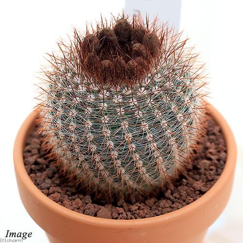 即日発送 観葉植物 素焼鉢 サボテン パロディア 紅小町 ベニコマチ ３号 １鉢