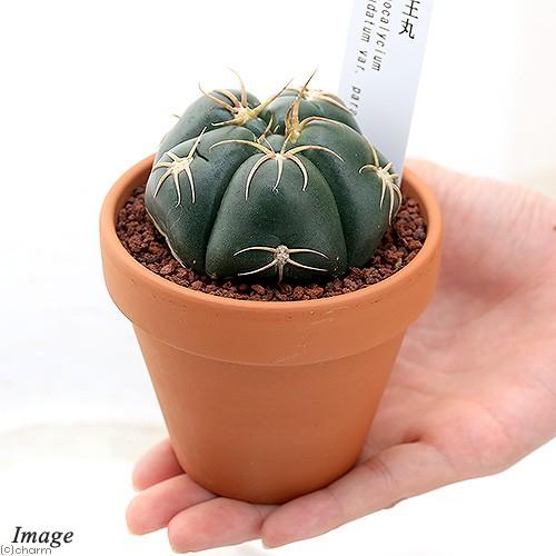 ラッピング無料 観葉植物 素焼鉢 サボテン ギムノカリキウム 海王丸 カイオウマル ３号 １鉢 Wantannas Go Id