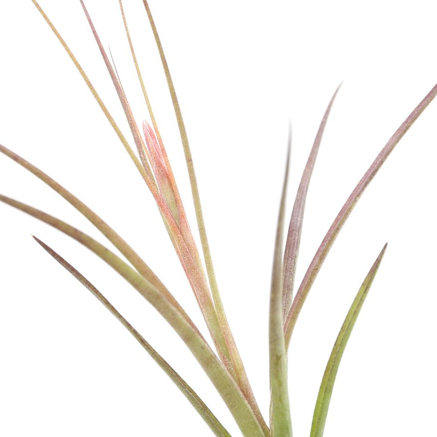 チャーム（charm） （観葉植物）エアープランツ チランジア シー
