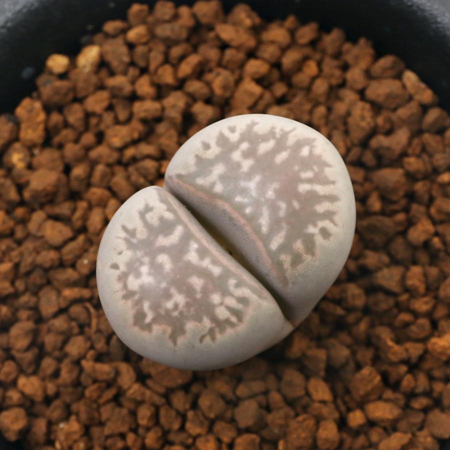 公式ストア 観葉植物 リトープス ノーリニアエ １鉢 １株植え ２ ５号