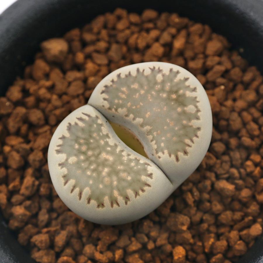 観葉植物 品種系リトープス 蛇酔玉 １株植え ２ ５号 １鉢 北海道冬季発送不可 チャーム Charm Paypayモール店 通販 Paypayモール