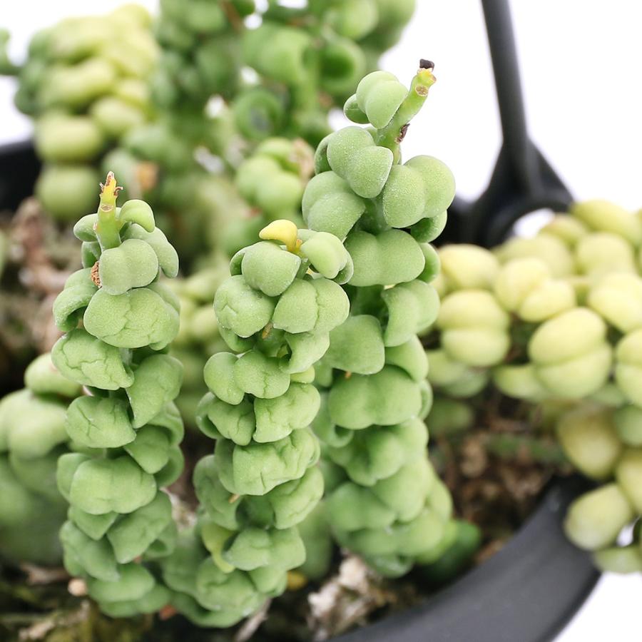 定形外発送 観葉植物 ディスキディア ヌンムラリア バブル 吊り鉢タイプ ３ ５号 １鉢 北海道冬季発送不可 沖縄別途送料 早期割引送料無料 花 ガーデン Diy工具 花 観葉植物 盆栽 Glaw Me