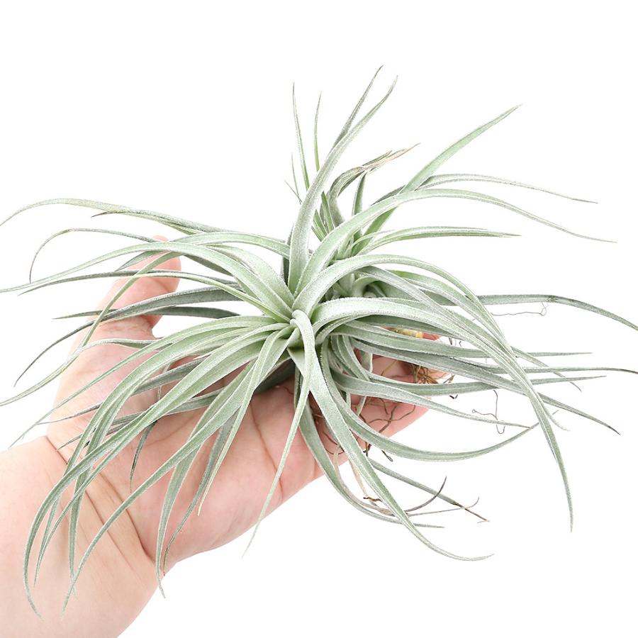 チャーム（ペット） （観葉植物）エアープランツ チランジア