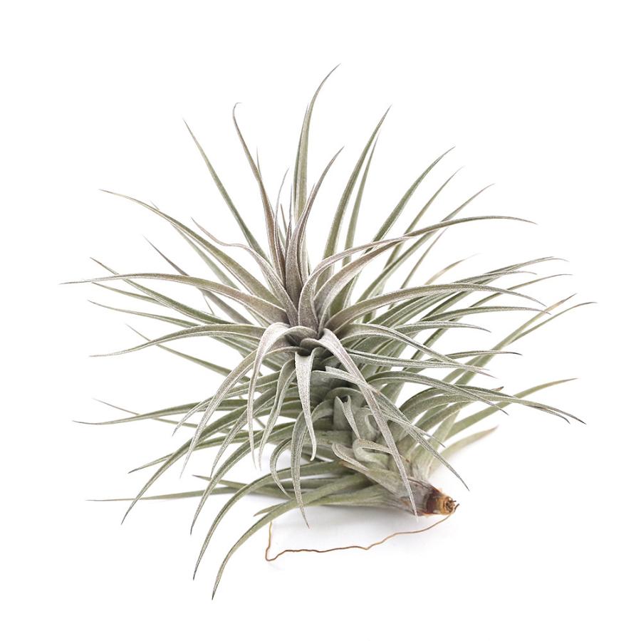観葉植物 エアープランツ ティランジア アエラントス ニグラ ｓサイズ １株 北海道冬季発送不可 チャーム Charm Paypayモール店 通販 Paypayモール