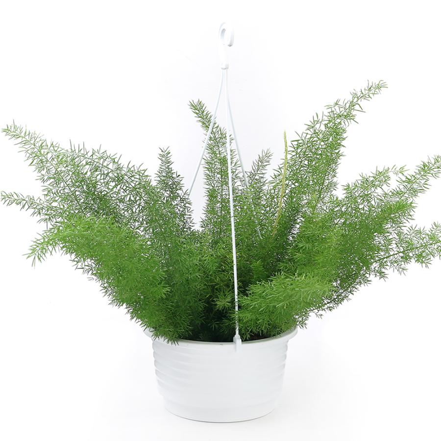 観葉植物 アスパラガス メイリー 吊り鉢タイプ ６号 １鉢 北海道冬季発送不可 3684 チャーム Charm ヤフー店 通販 Yahoo ショッピング