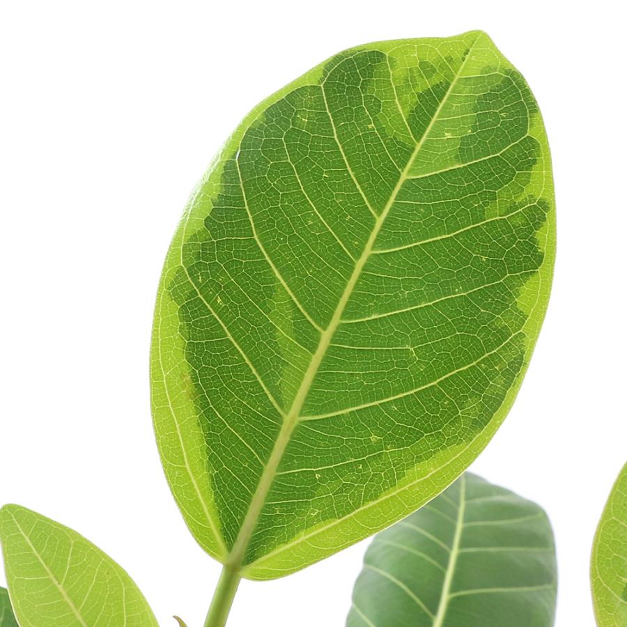 毎日激安特売で 営業中です 観葉植物 フィカス アルテシマ ６号 １鉢