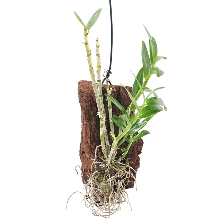 観葉植物 洋ラン デンドロビウム みこちゃん １株 爆買いセール コルク付き 710円 北海道冬季発送不可3