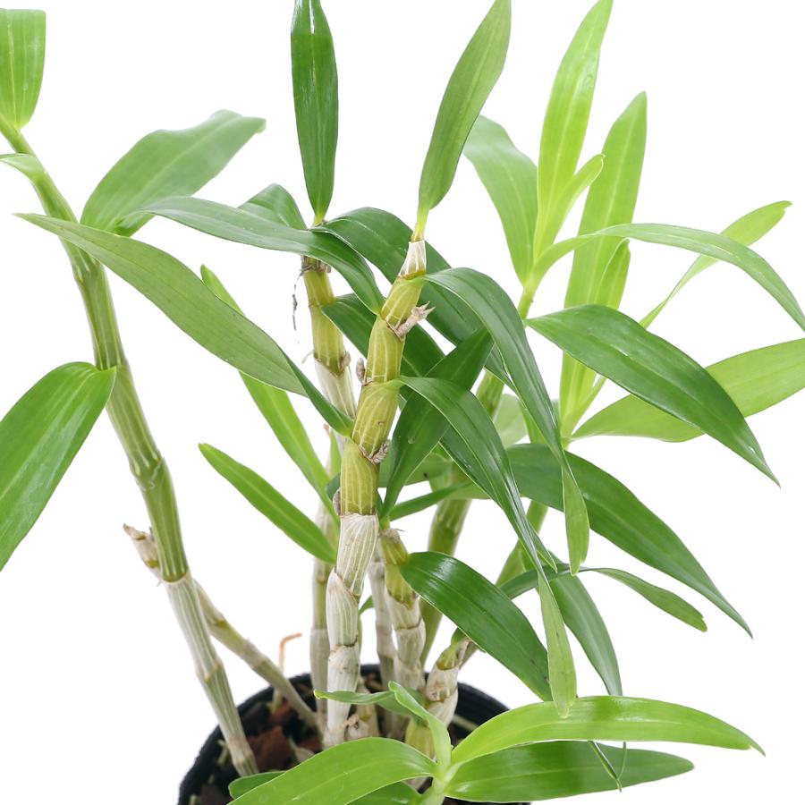 観葉植物 洋ラン デンドロビウム みなちゃん ２ ５号 １ポット チャーム Charm Paypayモール店 通販 Paypayモール