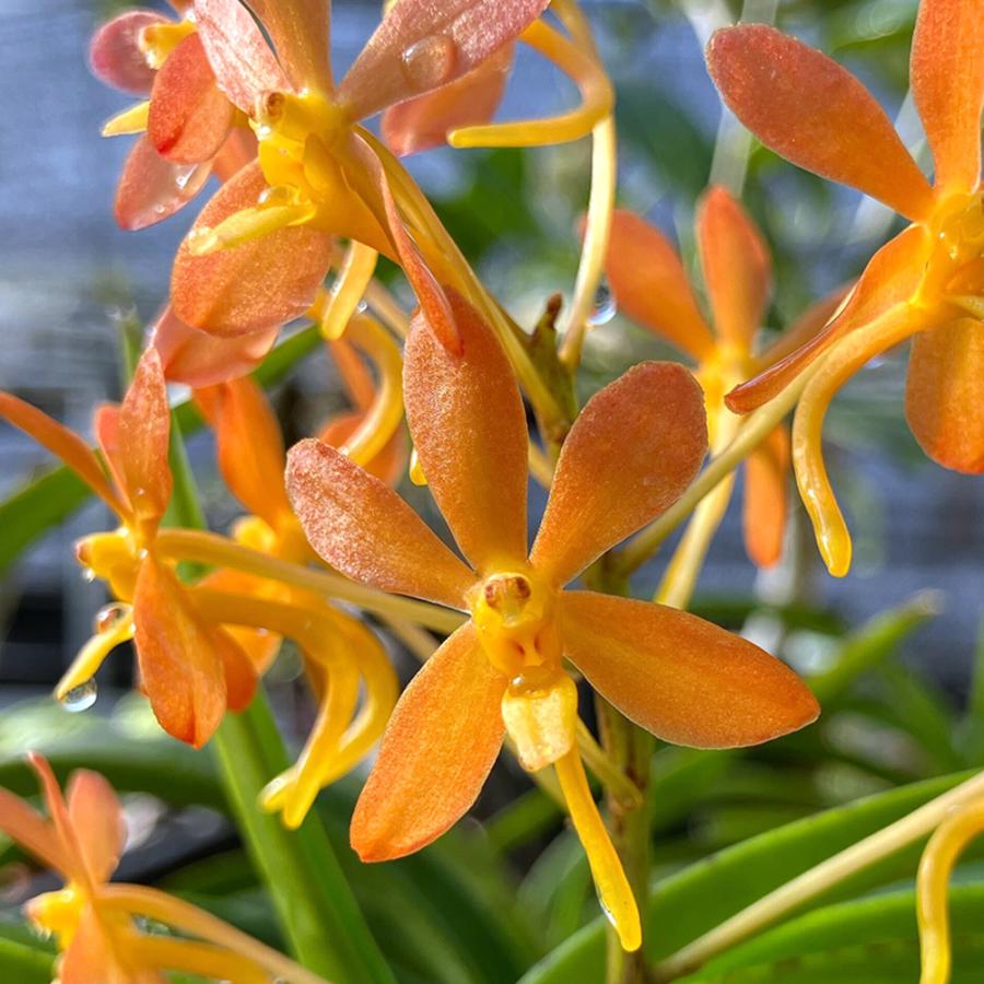 チャーム（charm） （観葉植物）洋ラン アスコフィネチア ライオン