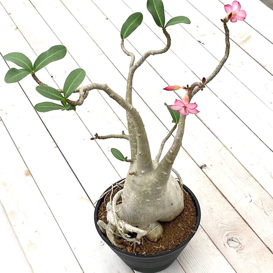 正規取扱店舗 観葉植物 一点物 アデニウム ｓｐ 陶器鉢植え ８号 １鉢 コーデックス 沖縄別途送料 売り出し人気商品 Rdsnicaragua Org