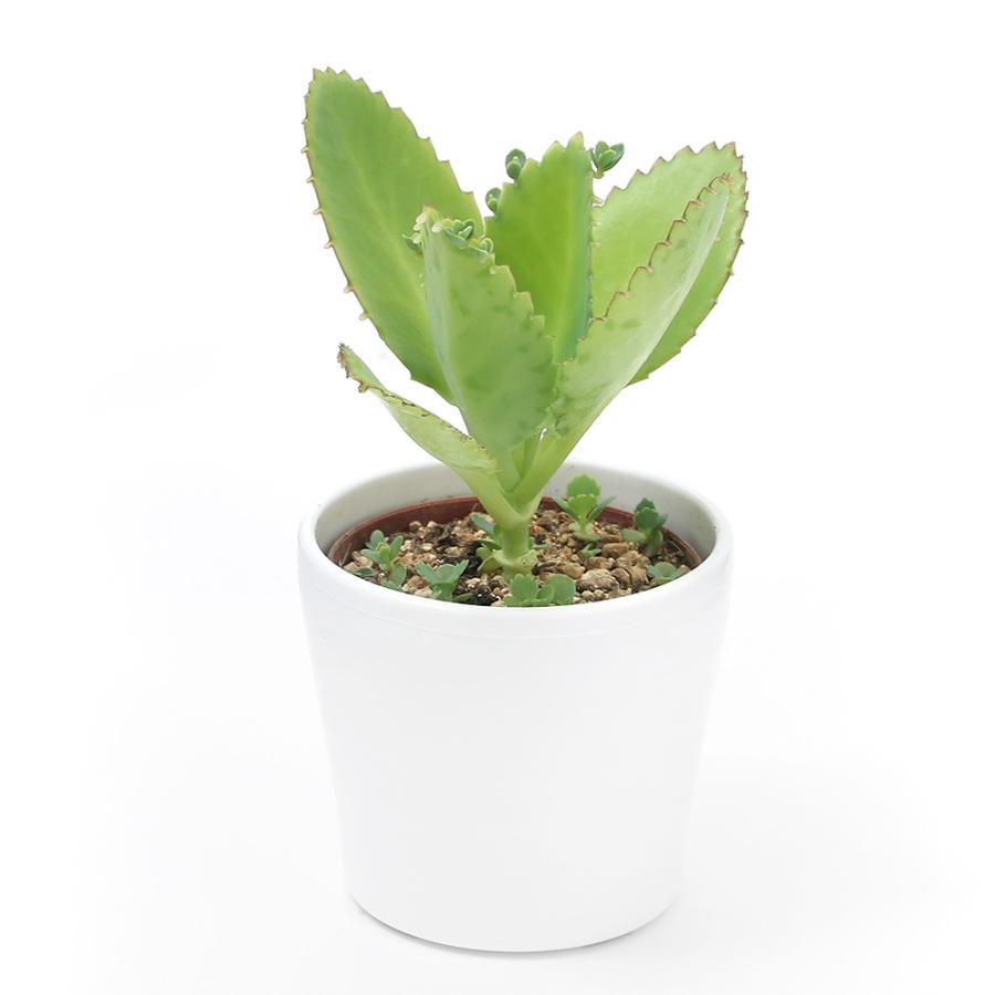 最新情報 観葉植物 カランコエ 子宝弁慶草 １株植え ３号 １鉢 640円 Whitesforracialequity Org