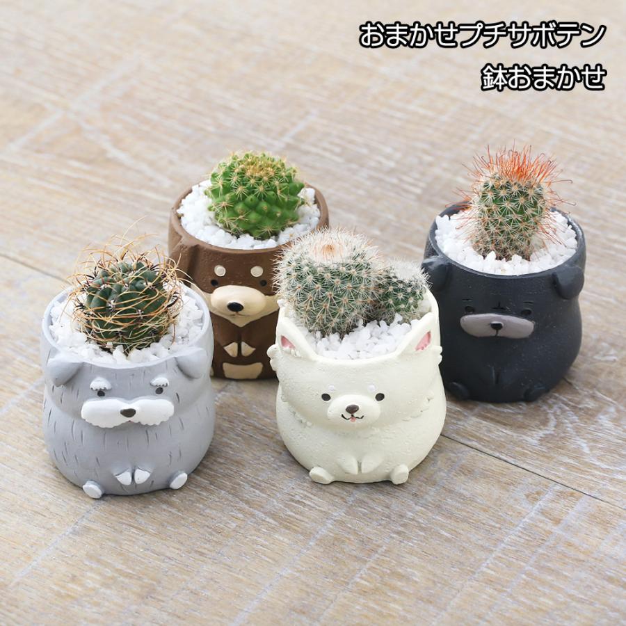 チャーム（charm） （観葉植物）おまかせプチサボテン リトルドッグ 鉢