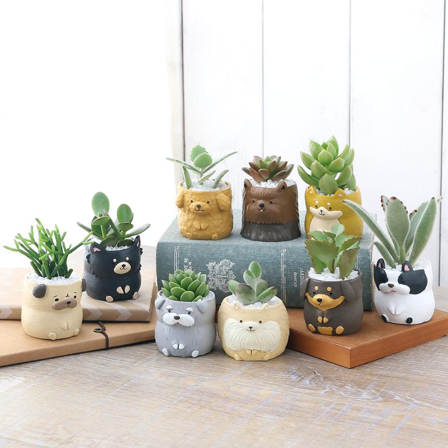 チャーム（charm） （観葉植物）おまかせプチ多肉 リトルドッグ 鉢