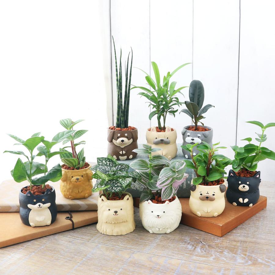 チャーム（charm） （観葉植物）おまかせミニ観葉 リトルドッグ 鉢