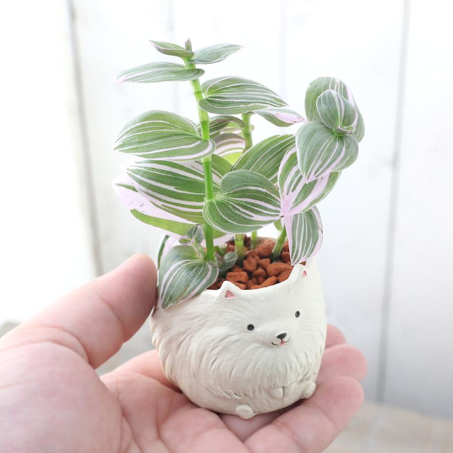 チャーム（charm） （観葉植物）おまかせミニ観葉 リトルドッグ 鉢