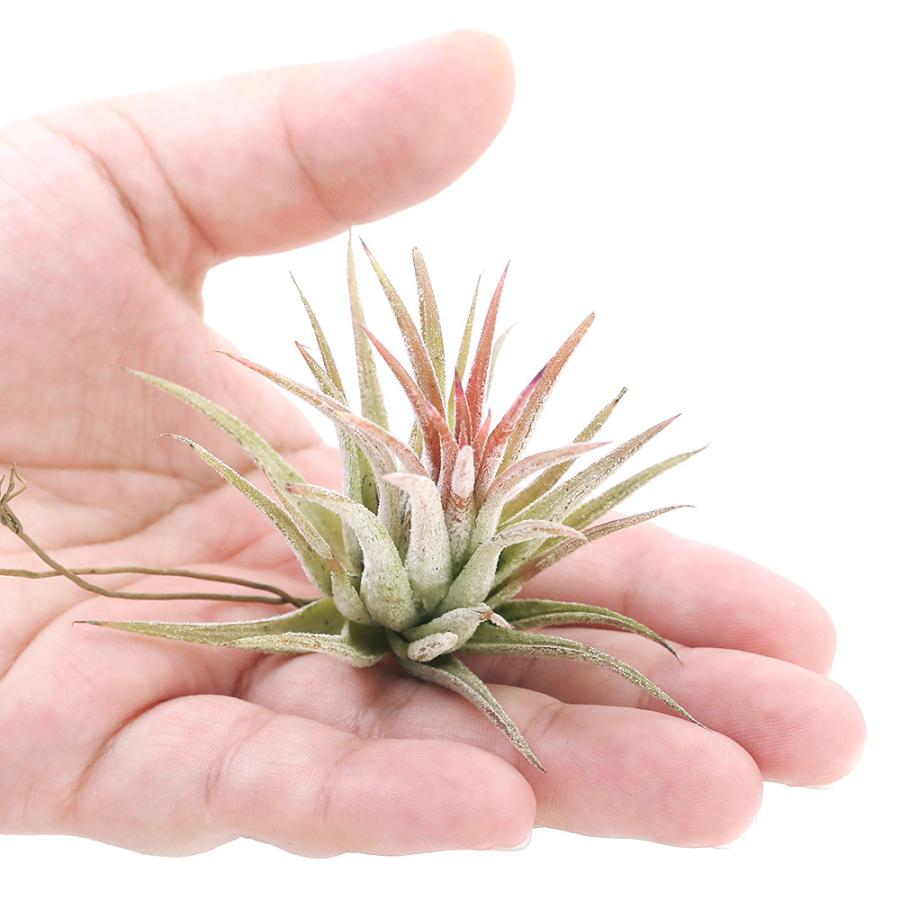 チャーム（charm） （観葉植物）エアープランツ チランジア イオナンタ