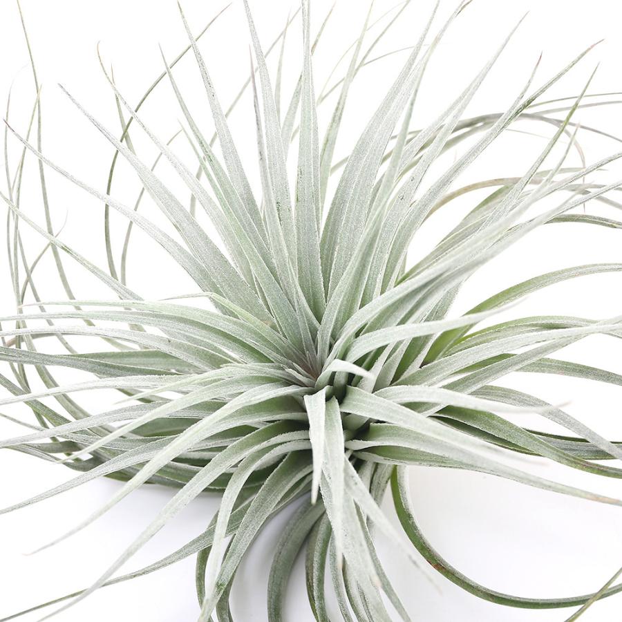 チャーム（charm） （観葉植物）エアープランツ チランジア コットン