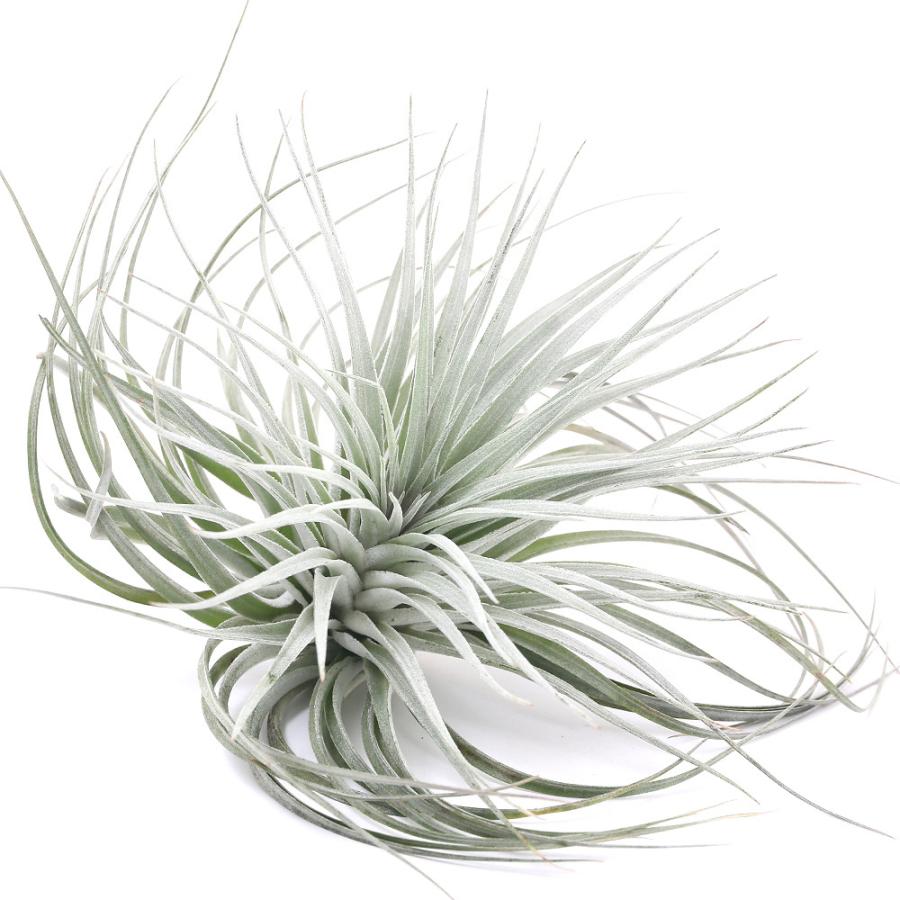 観葉植物 エアープランツ ティランジア コットンキャンディ パープル ｌサイズ １株 チャーム Charm Paypayモール店 通販 Paypayモール