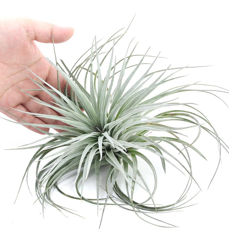 チャーム（charm） （観葉植物）エアープランツ チランジア コットン