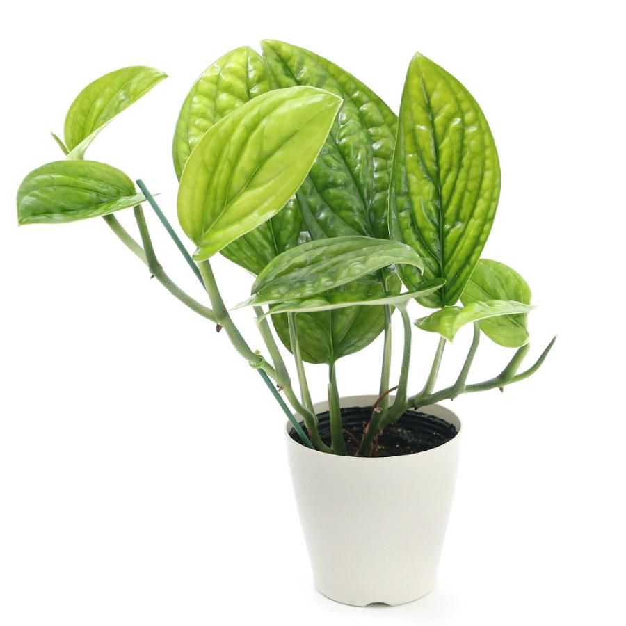 激安通販専門店 観葉植物 モンステラ ジェイドシャトルコック ３.５