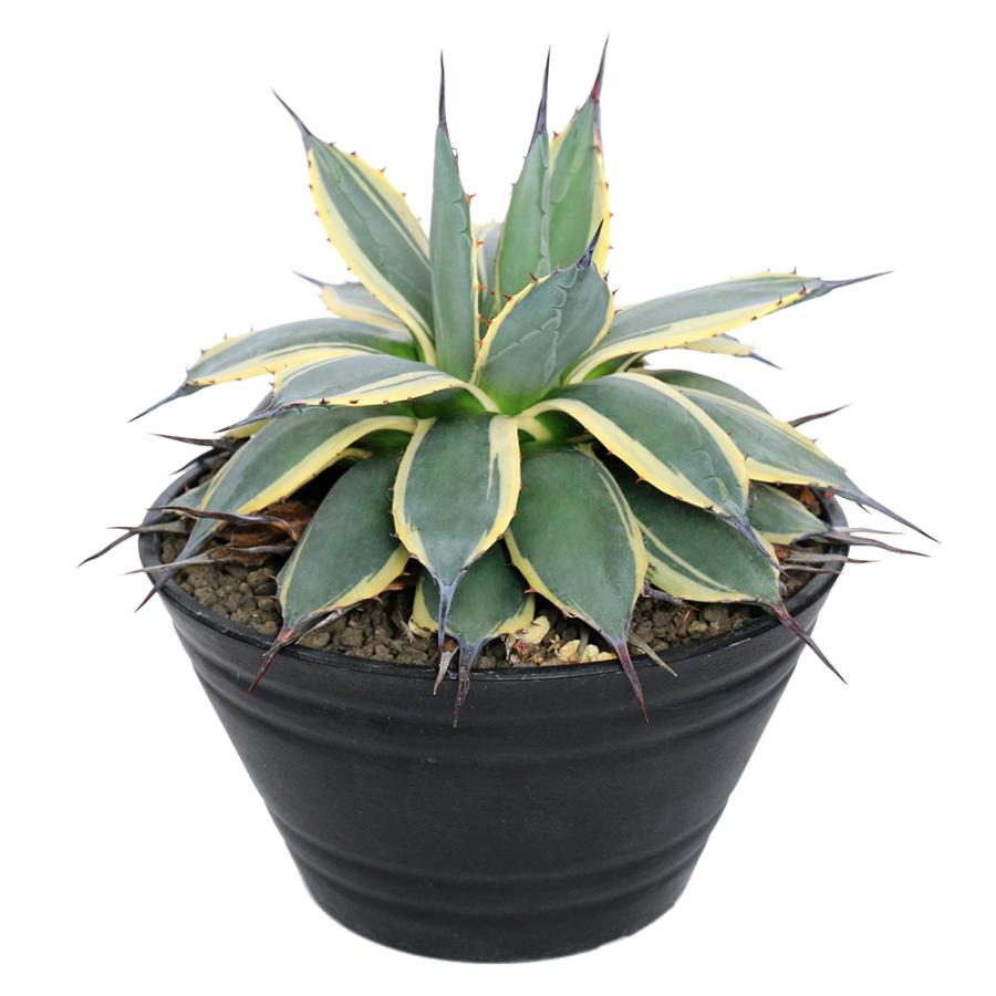正規 販売 観葉植物 一点物 アガベ アプラナータ クリーム スパイク ７号 １鉢 ３６８６３３ 沖縄別途送料 北海道冬季発送不可 アウトレットモール Manzanaresgener Com Ar