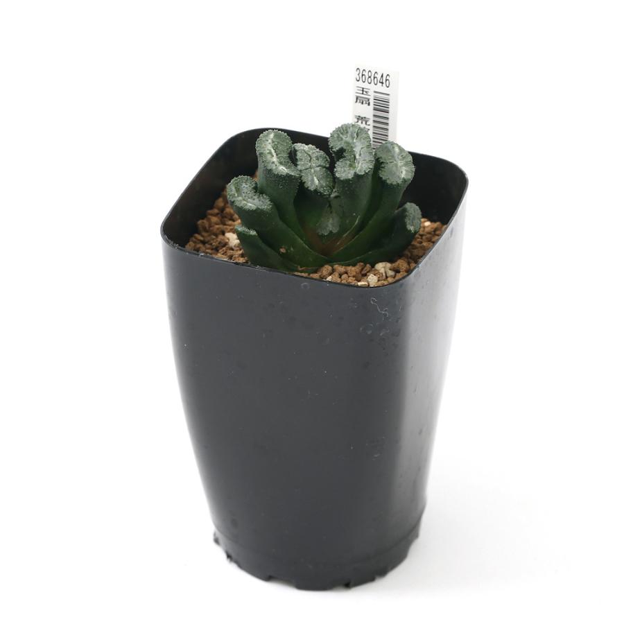 Sale 97 Off 観葉植物 品種系ハオルチア 玉扇 荒波の磯 ２ ５号 １鉢 Riosmauricio Com