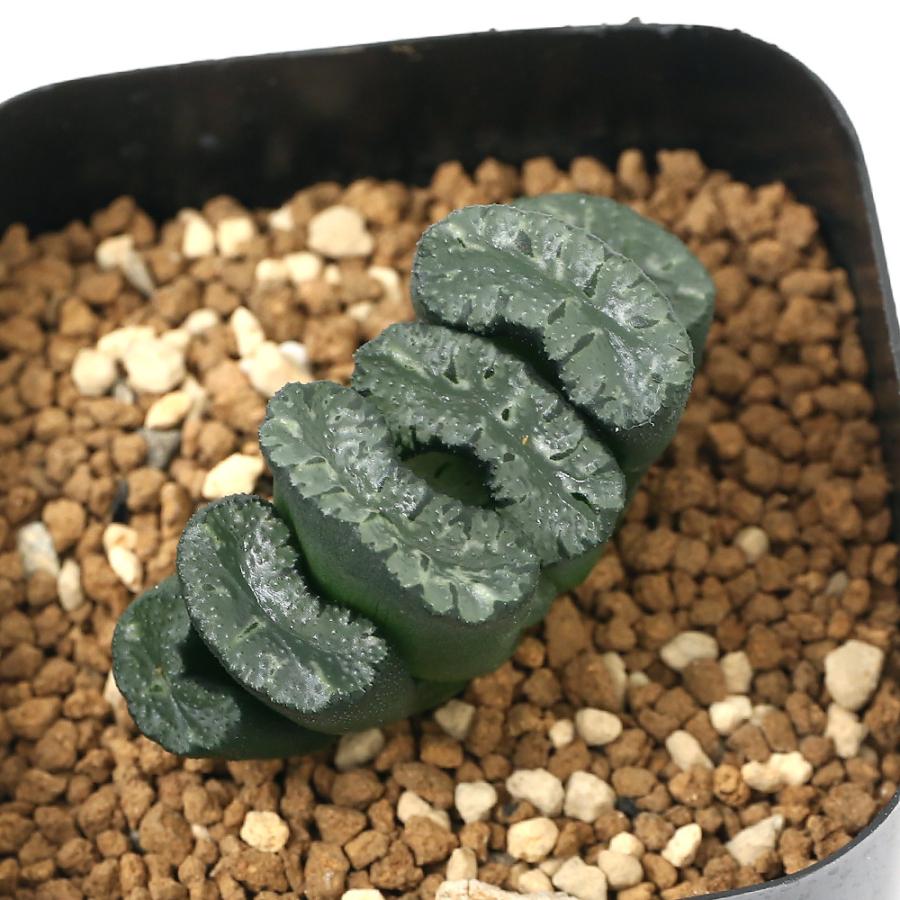 ハオルチア 玉扇 写楽】大株 良型！