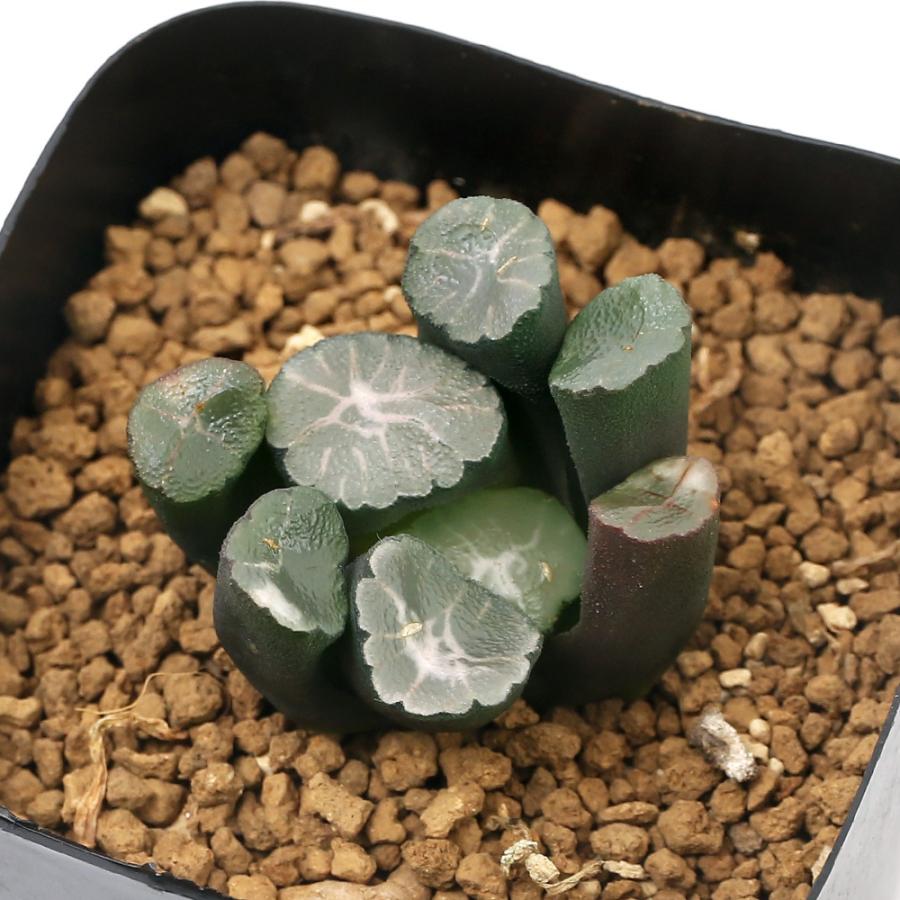 熱い販売 万象 品種おまかせ 観葉植物 品種系ハオルチア ２ ５ ３号 １鉢 チャーム Charm Paypayモール店 通販 Paypayモール 1572c6 公式日本通販 Inspektorat Madiunkota Go Id