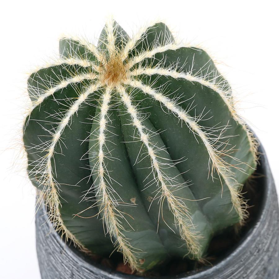最高の品質 観葉植物 雑誌で紹介された サボテン パロディア 英冠丸 １鉢 Ｍサイズ エイカンマル