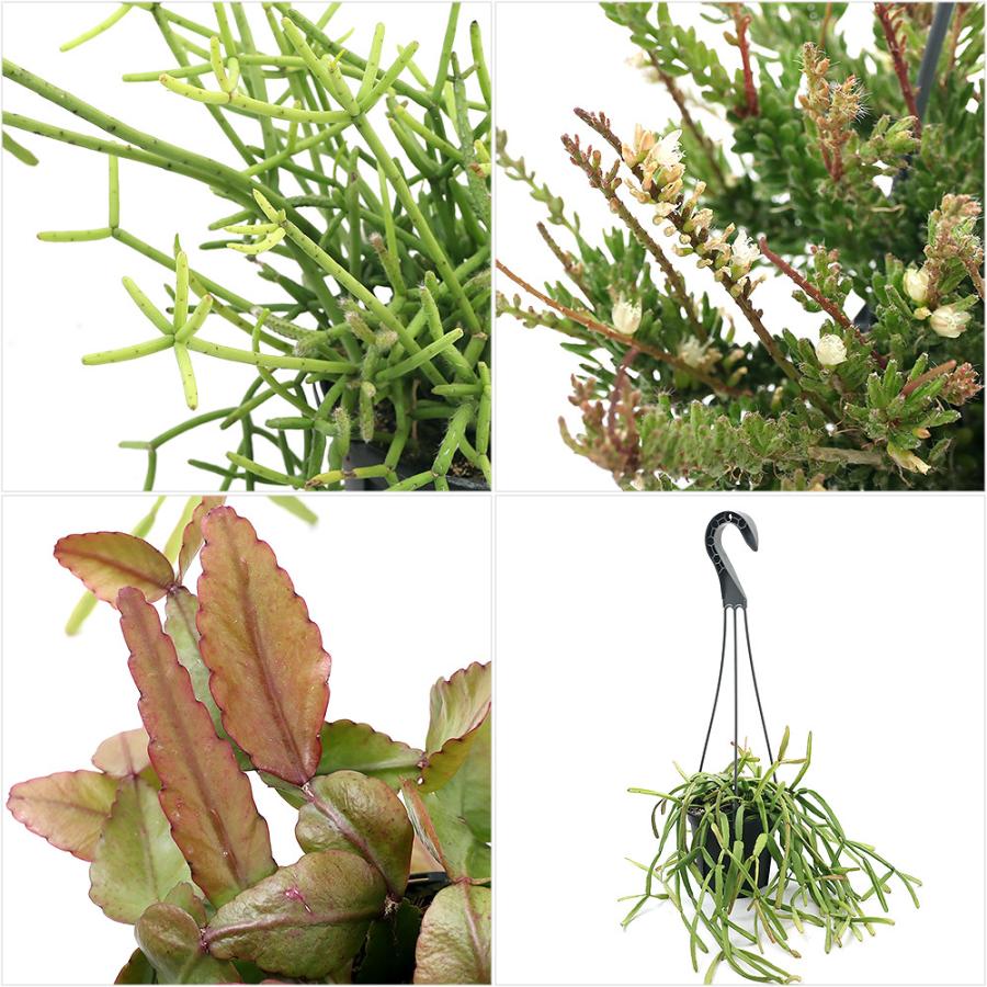 チャーム（charm） （観葉植物）リプサリス 品種おまかせ 吊り鉢タイプ