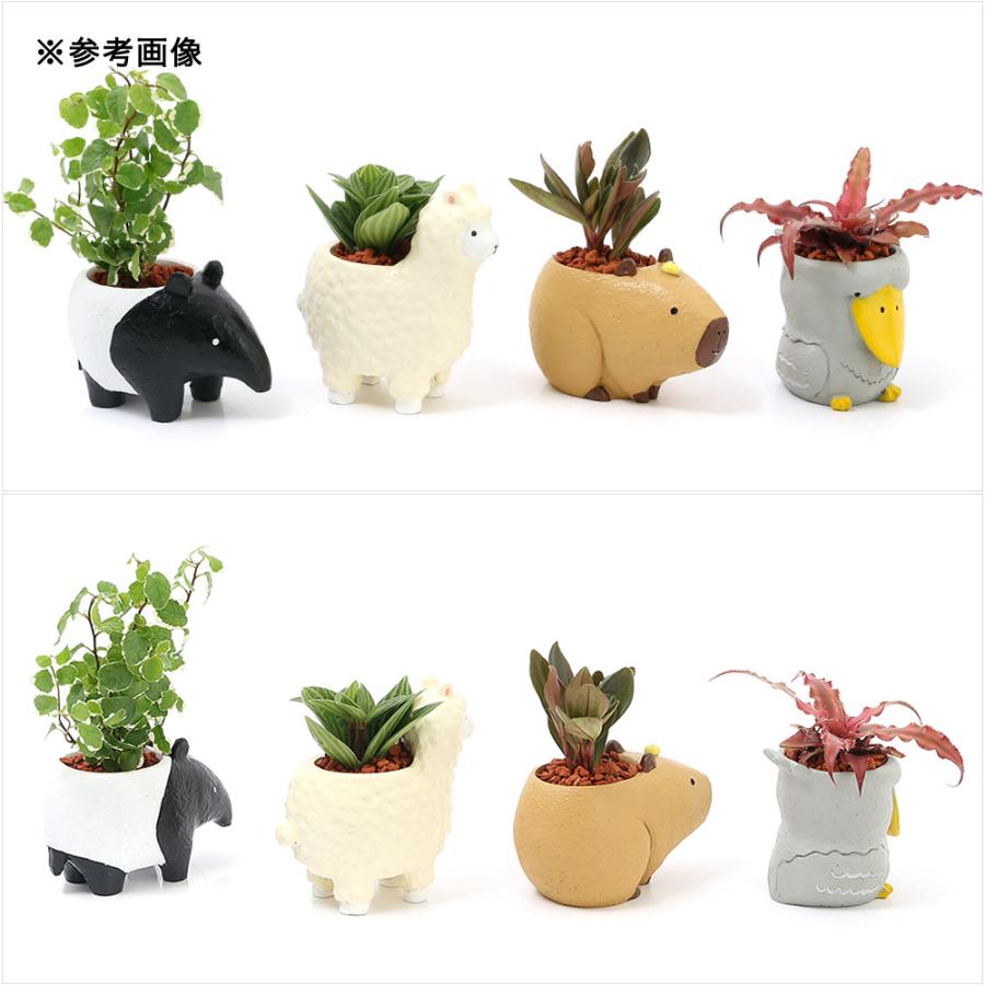 チャーム（charm） （観葉植物）おまかせミニ観葉 癒しアニマル 鉢