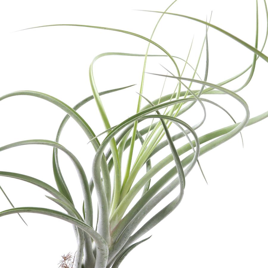チャーム(ペット) (観葉植物)エアープランツ チランジア チャーム(ペット) (観葉植物)エアープランツ チランジア