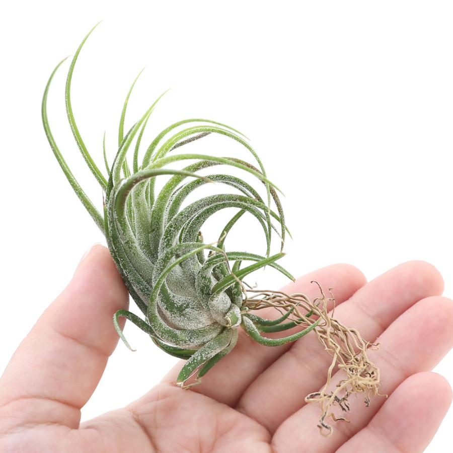 チャーム（charm） （観葉植物）エアープランツ チランジア