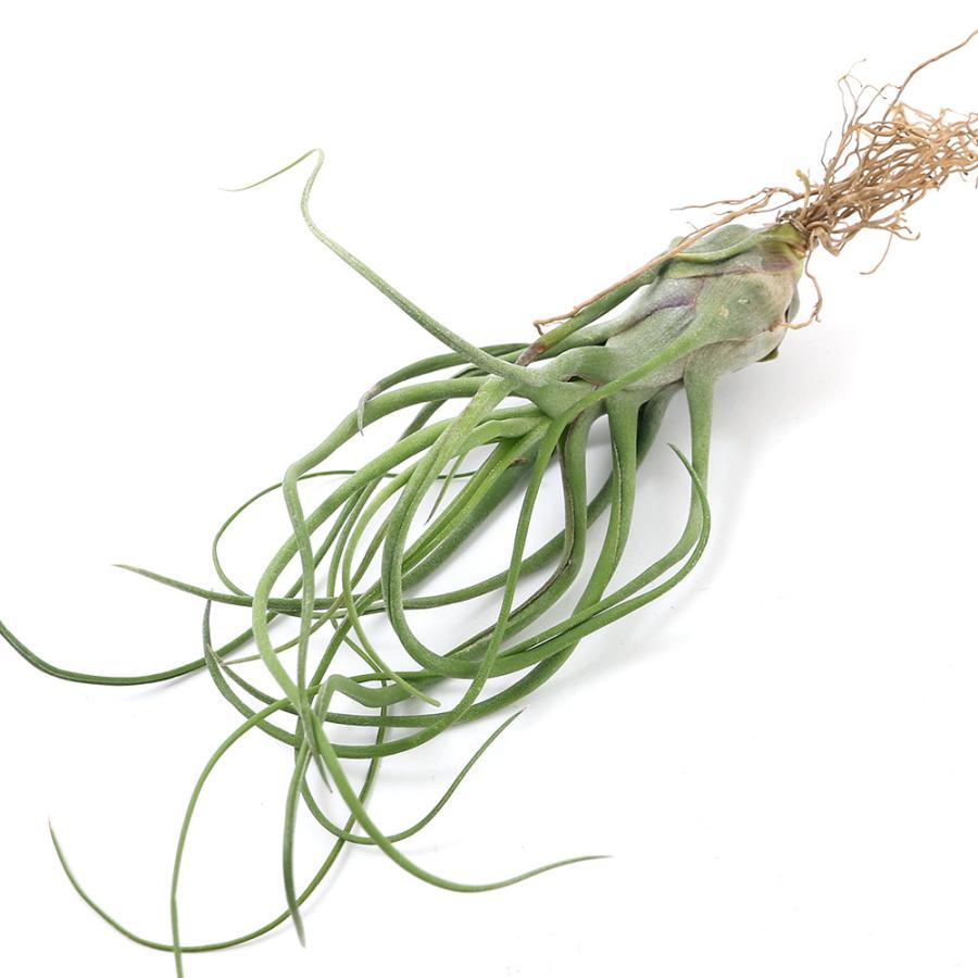 チャーム（charm） （観葉植物）エアープランツ チランジア ショー
